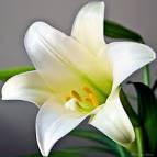 Confirmation Programme